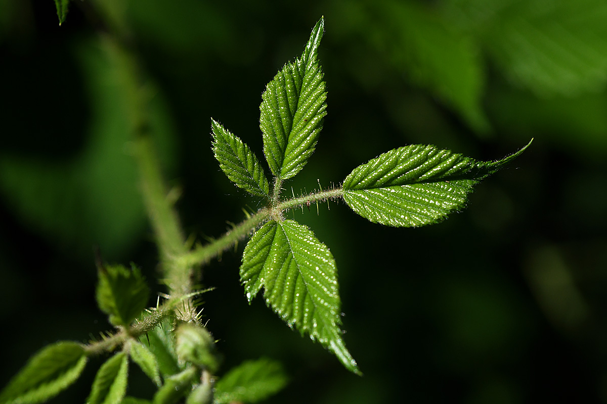 Brombeere_blätter_02.jpg
