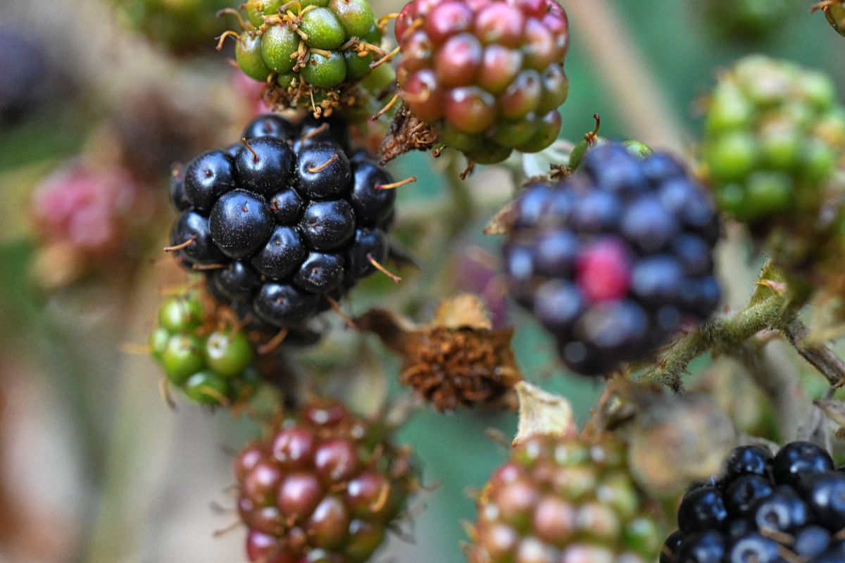 brombeeren.jpg