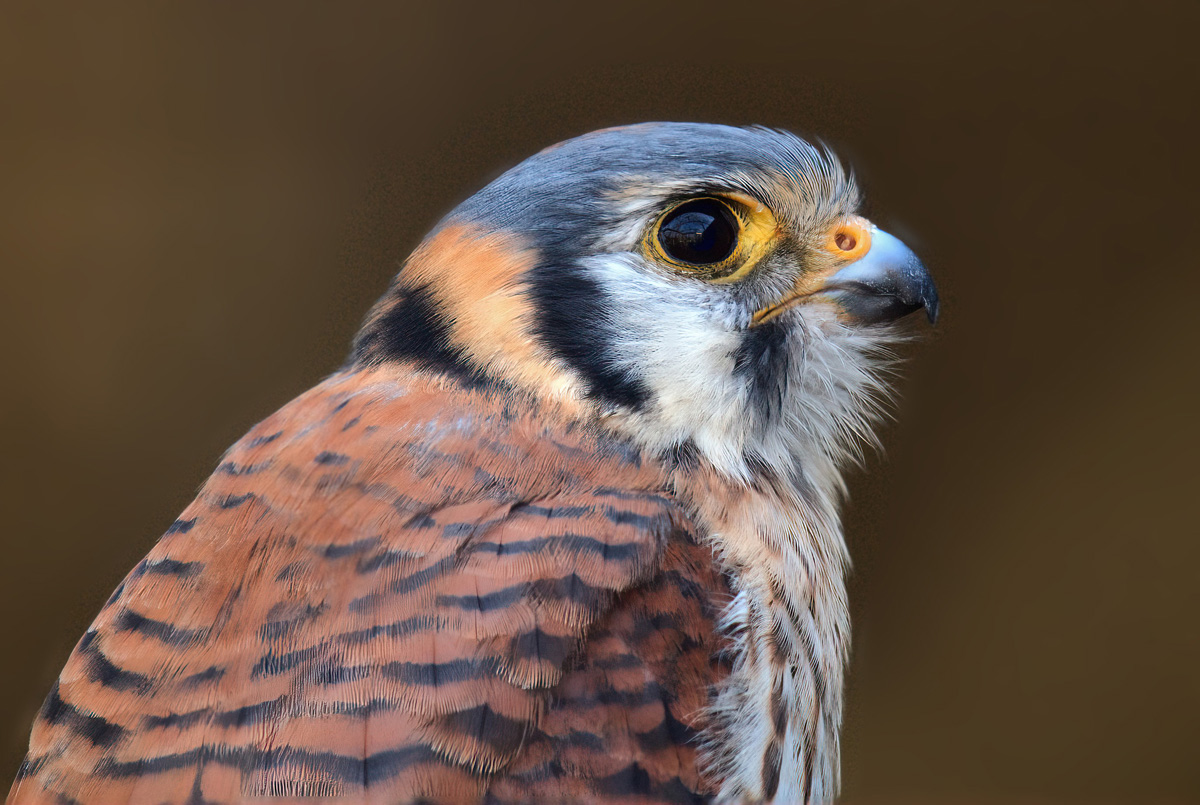 buntfalke_1200.jpg