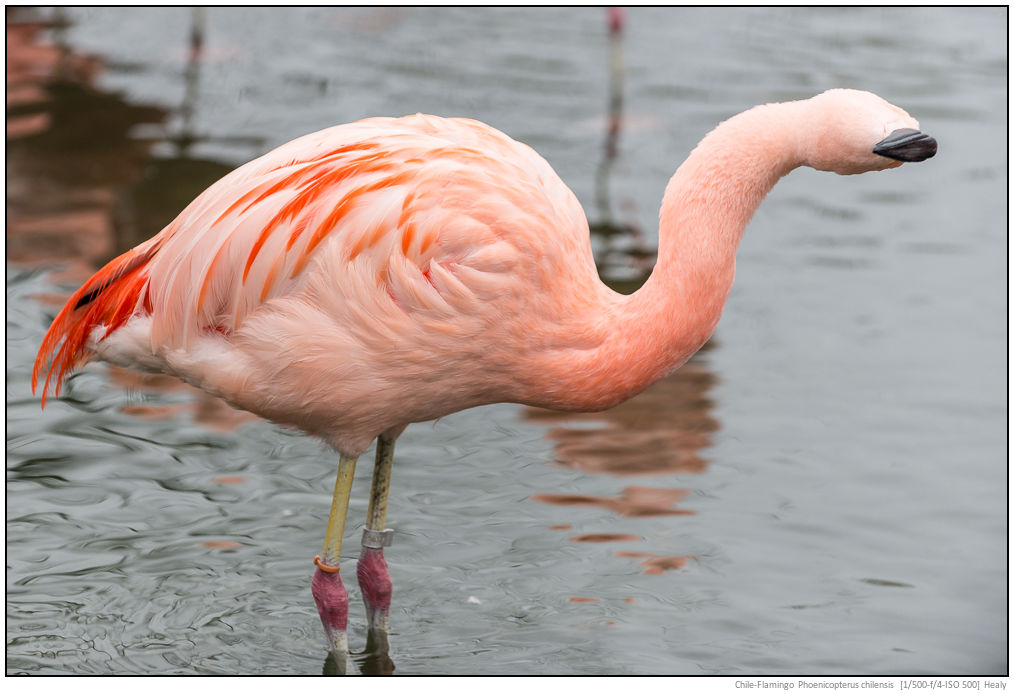 Chile-Flamingo-0011