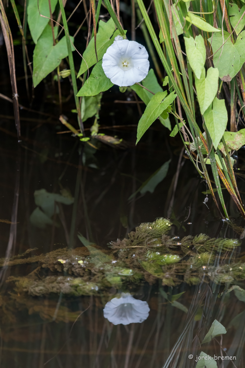 D50_2623-Bearbeitet.jpg