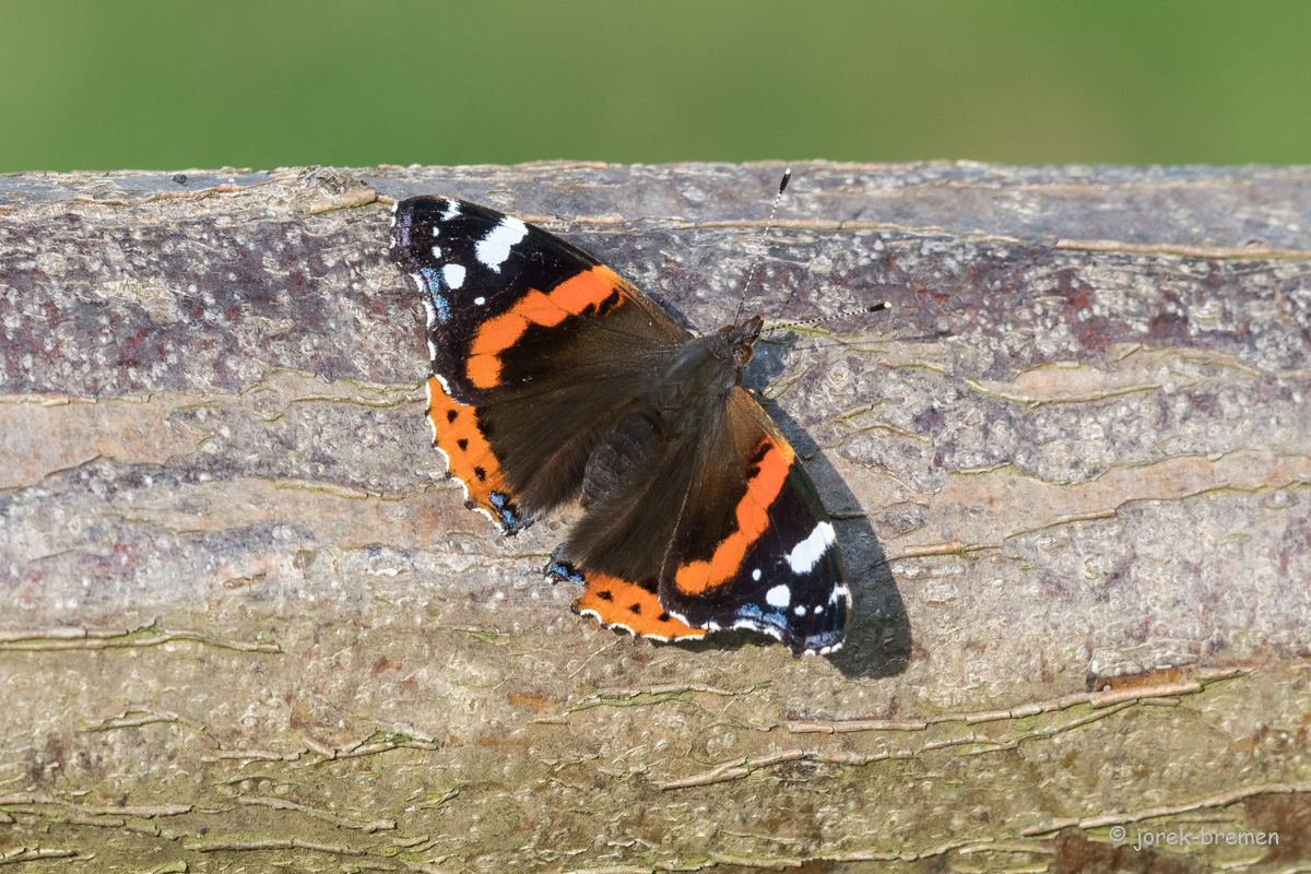 D50_3203.jpg