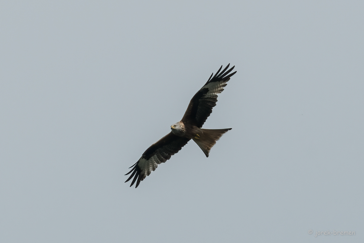 D50_5958-Bearbeitet.jpg