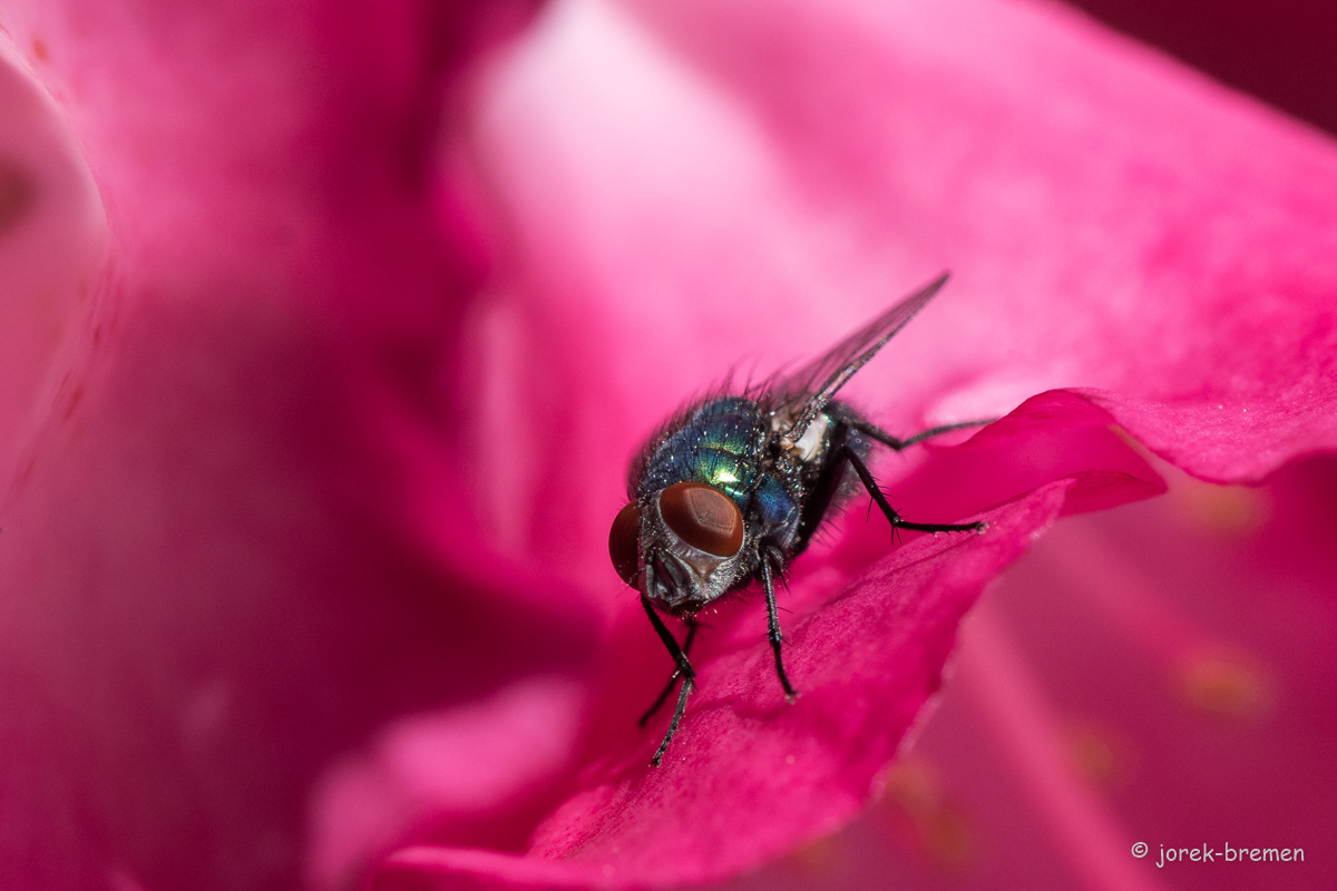 D50_7217-3.jpg