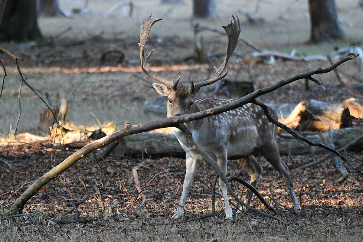 damhirsch_001.jpg