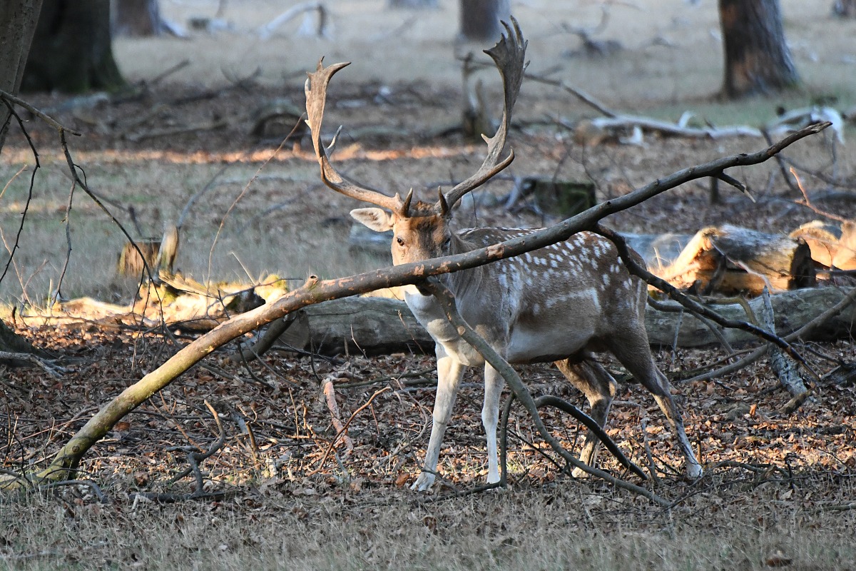 damhirsch_003.jpg