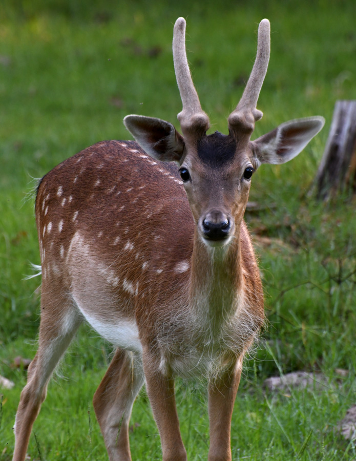 damwild_02.jpg