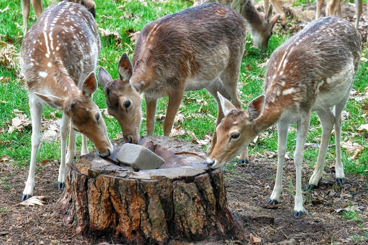 damwild_leckstein.jpg