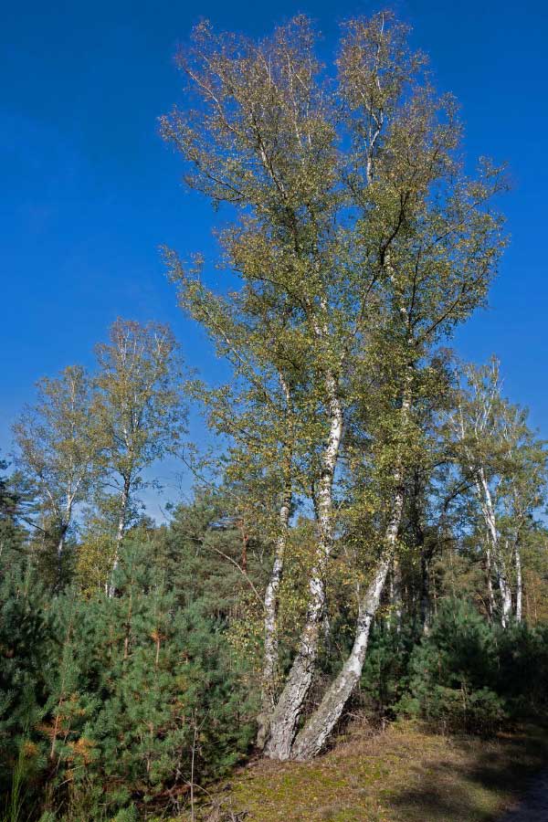 Dreistämmige Birke.jpg