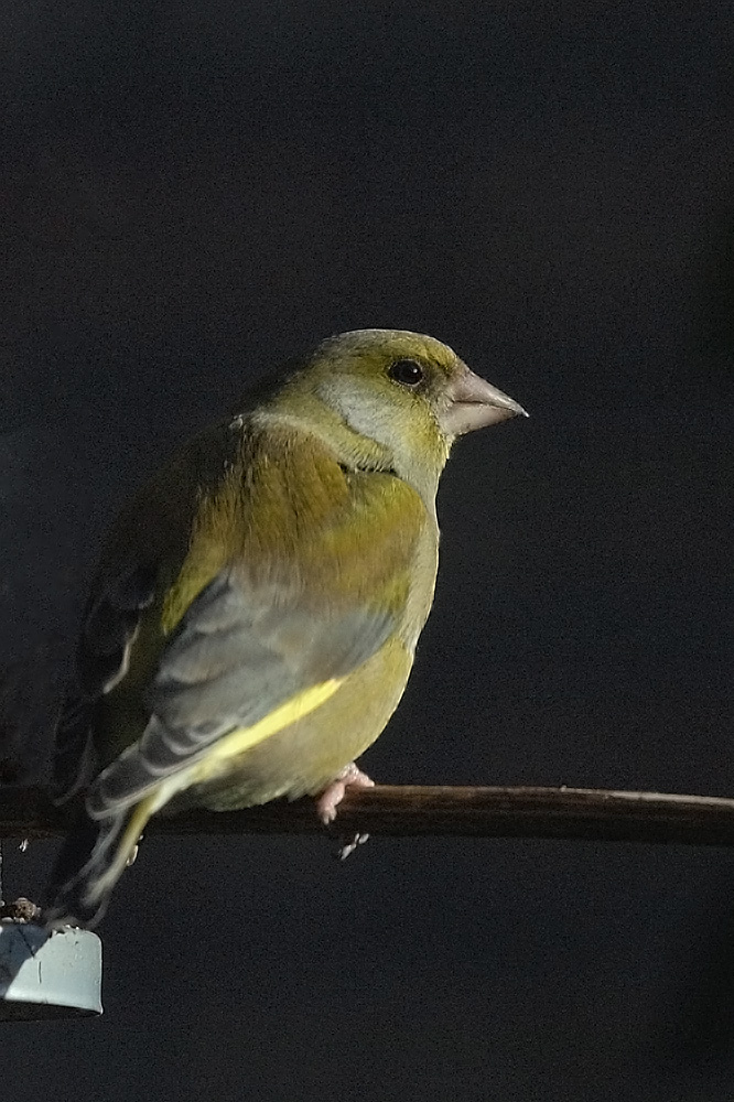 DSC_0007Ax.jpg