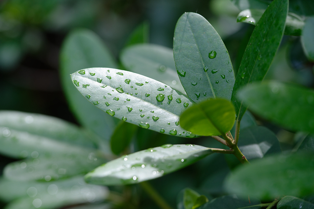 DSC_4528Nach dem Regen.jpg