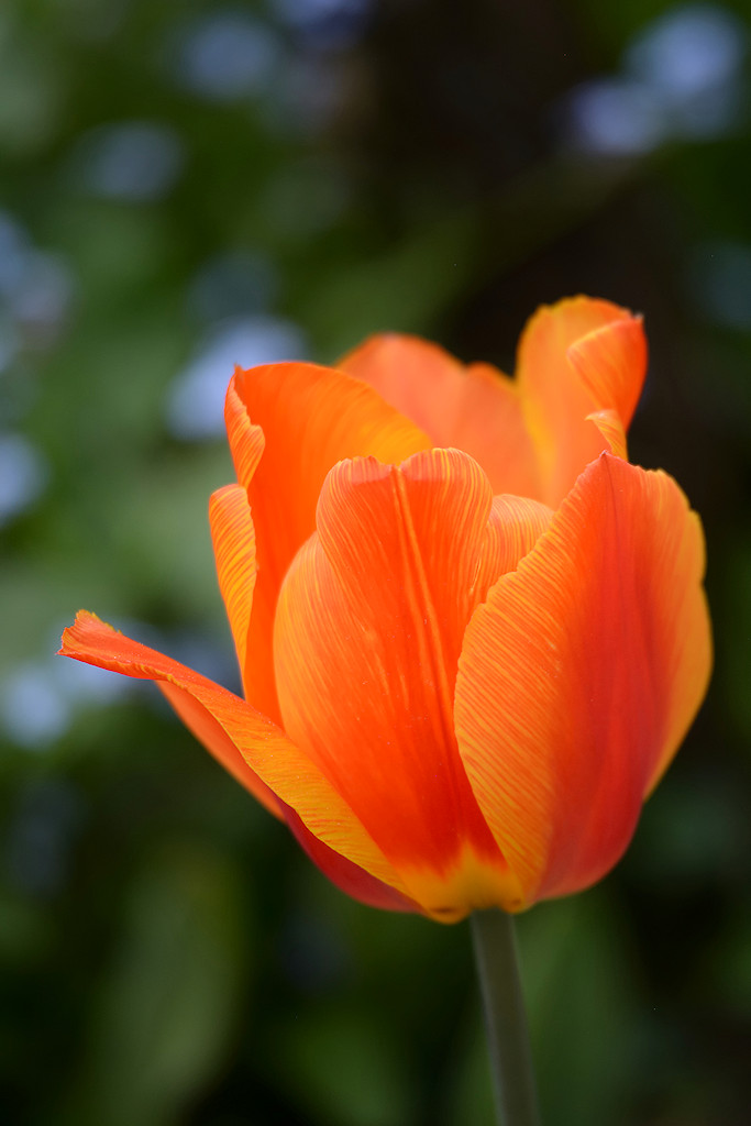 DSC_9331