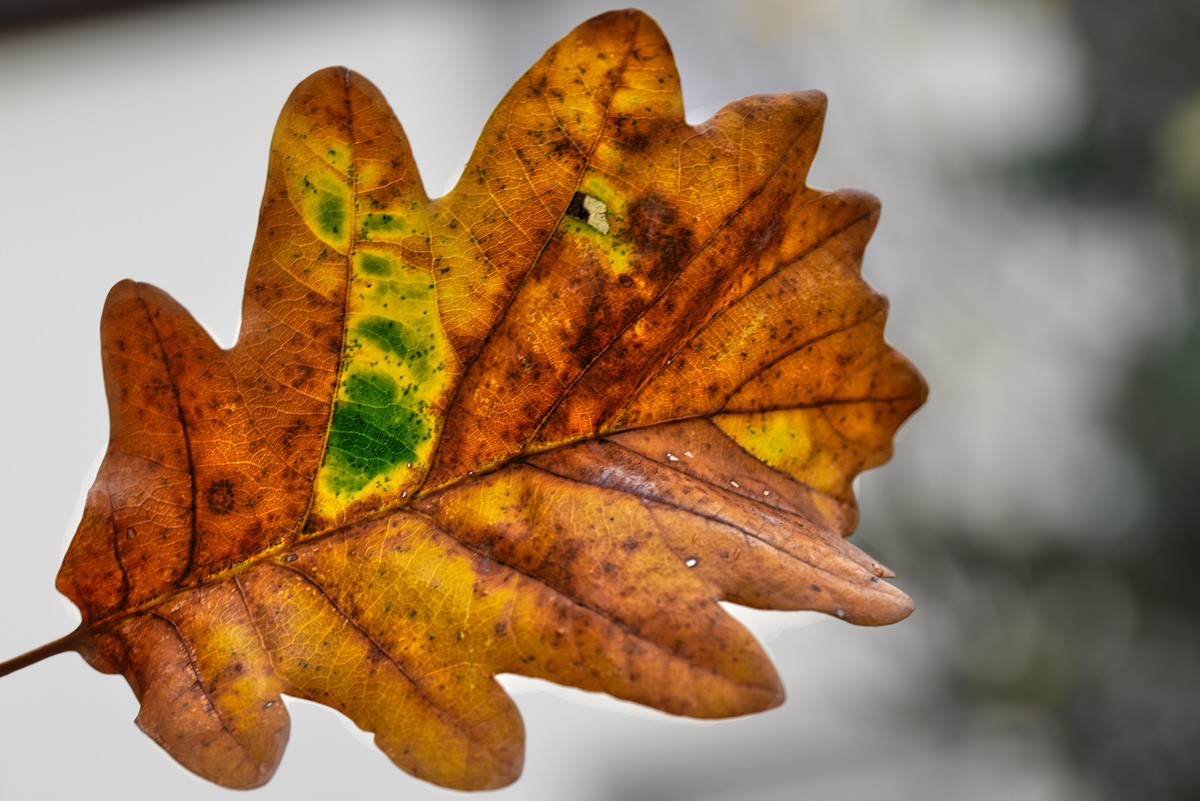 eichbaum_blatt.jpg