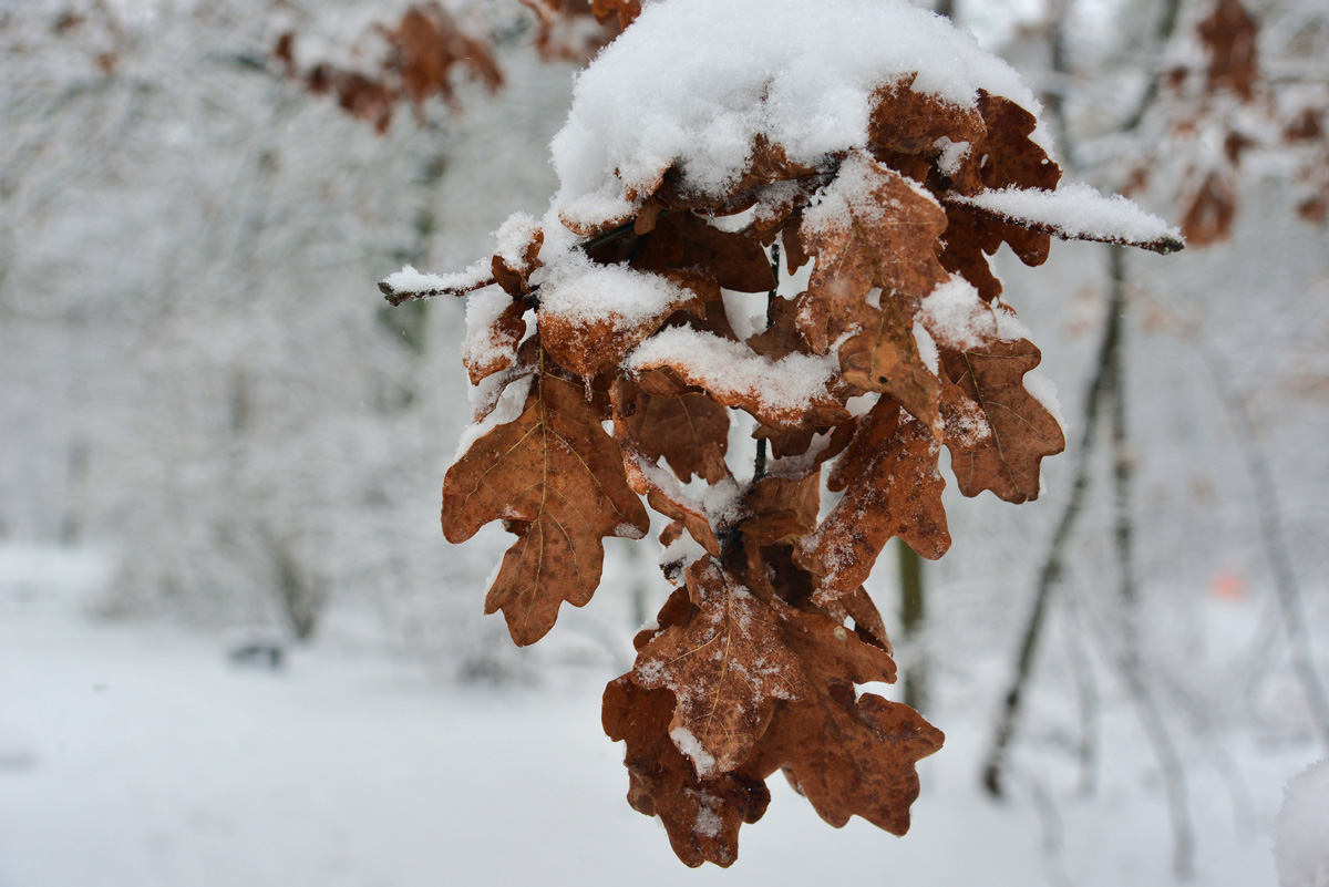 eichbaumblatt_schnee_1200.jpg