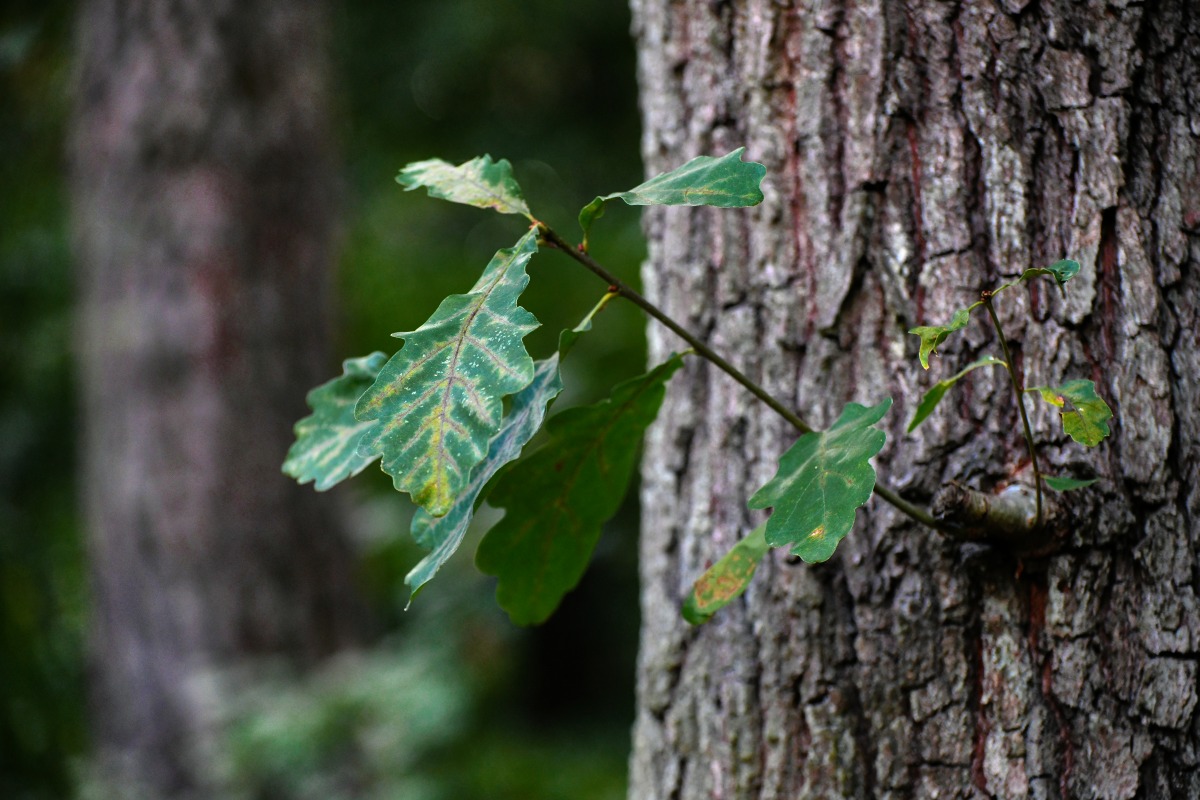 eiche_blatt.jpg