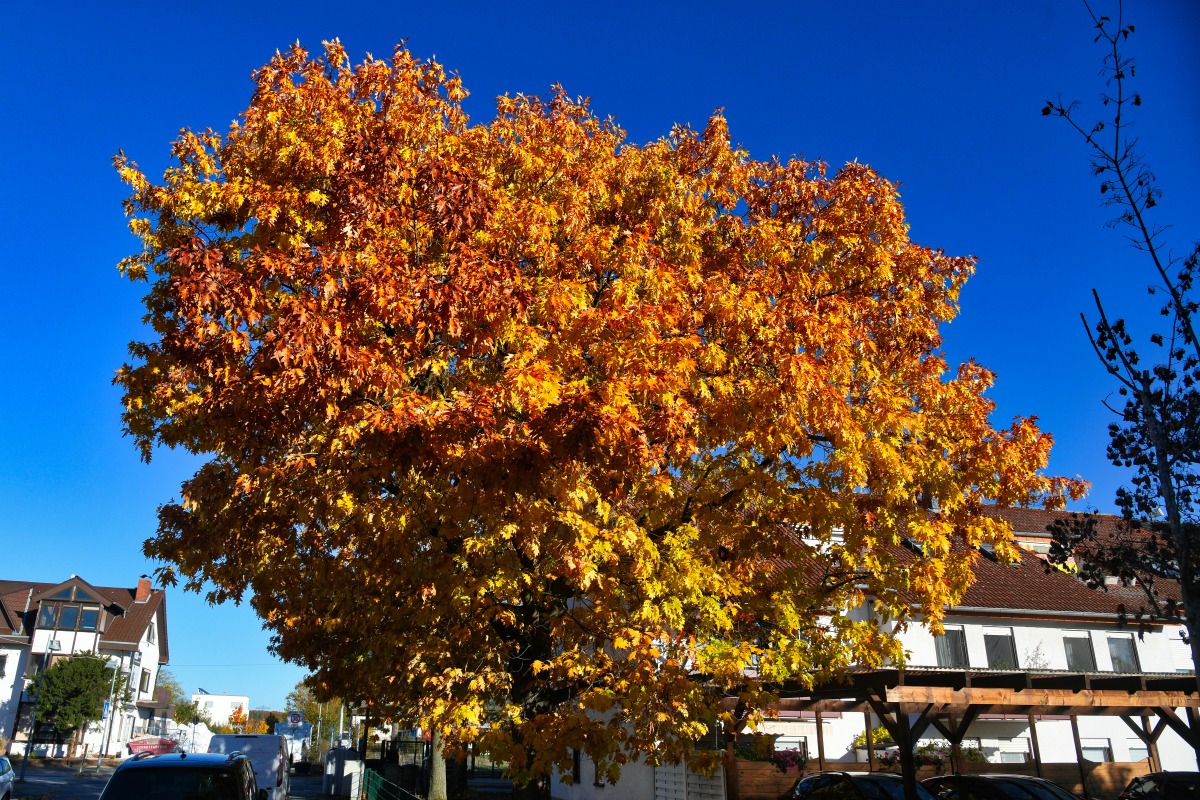 eiche_im_herbst.jpg