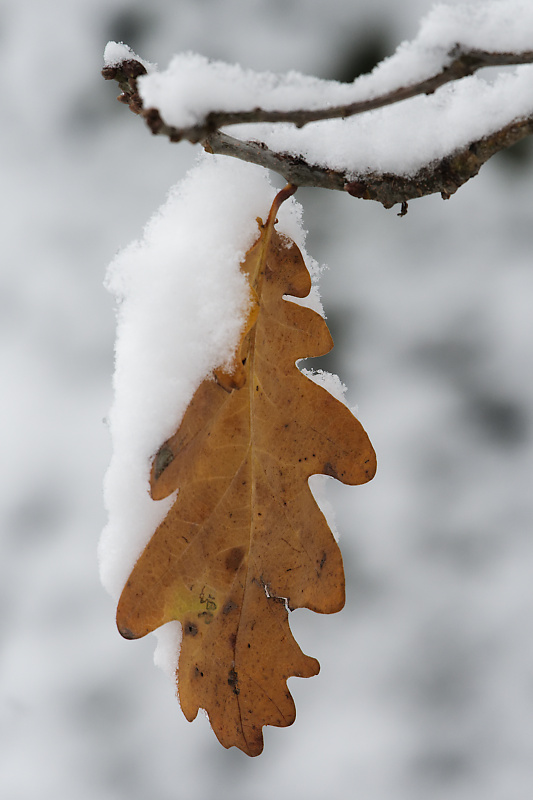 Eichenblatt im Schnee.jpg