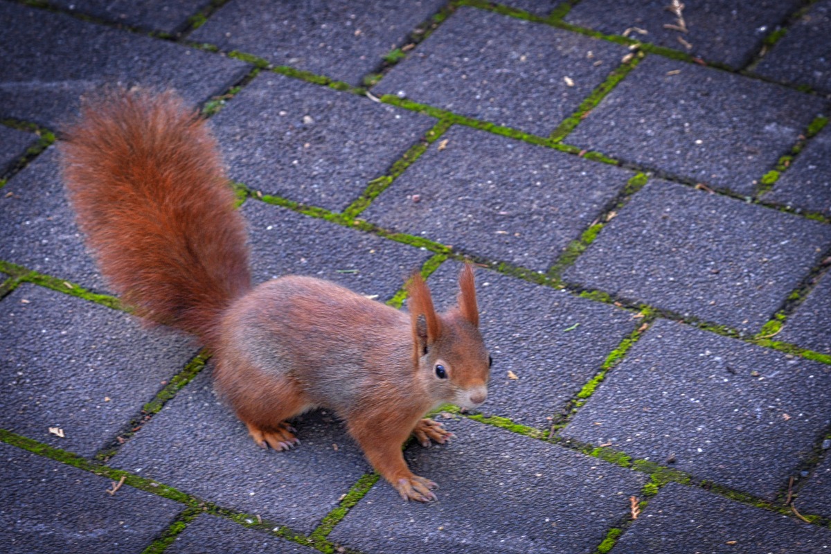 eichhörnchen.jpg