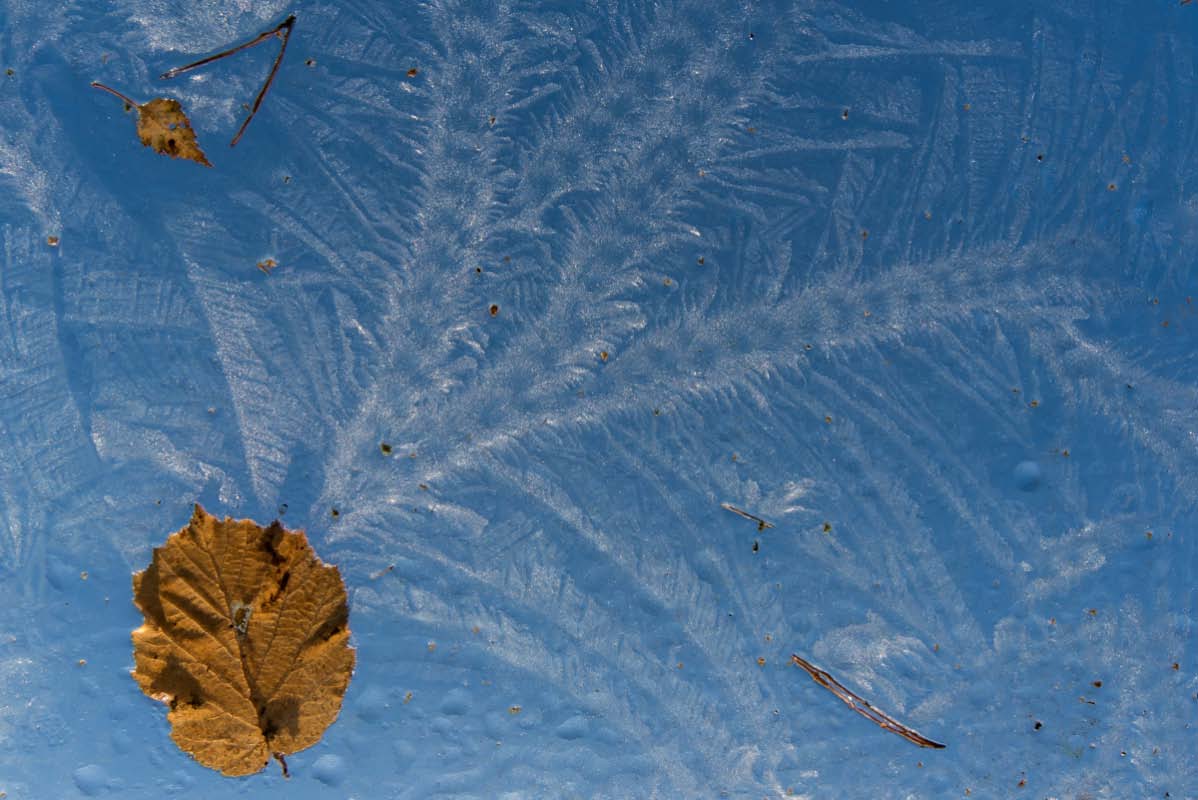 Eisblumen im Herbst.jpg