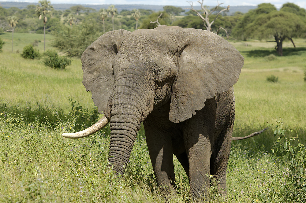 Elefant.jpg