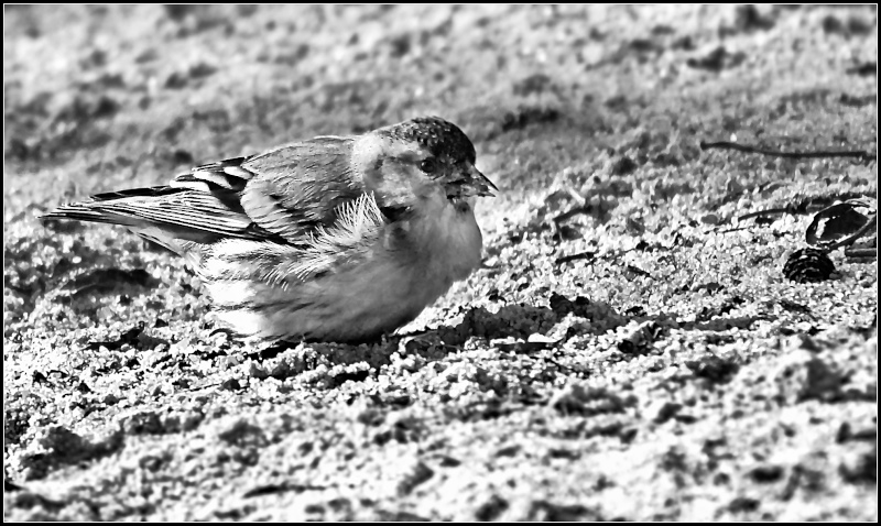Erlenzeisig geht hier  nur auf dem Boden auf Futtersuche.jpg