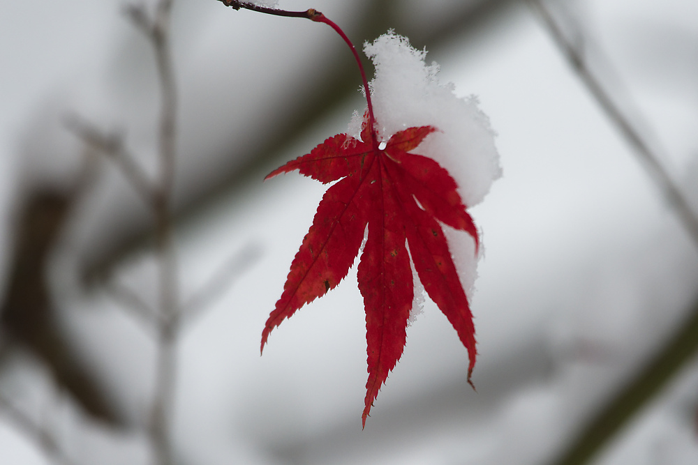 Erster Schnee.jpg