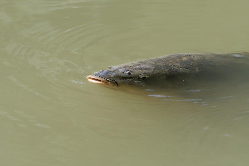 Fisch.jpg