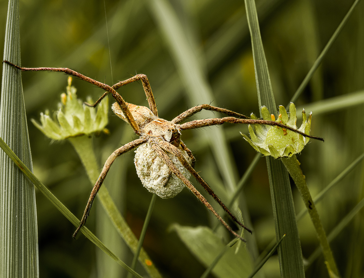 Frau Siebenbein und ihre Kinder