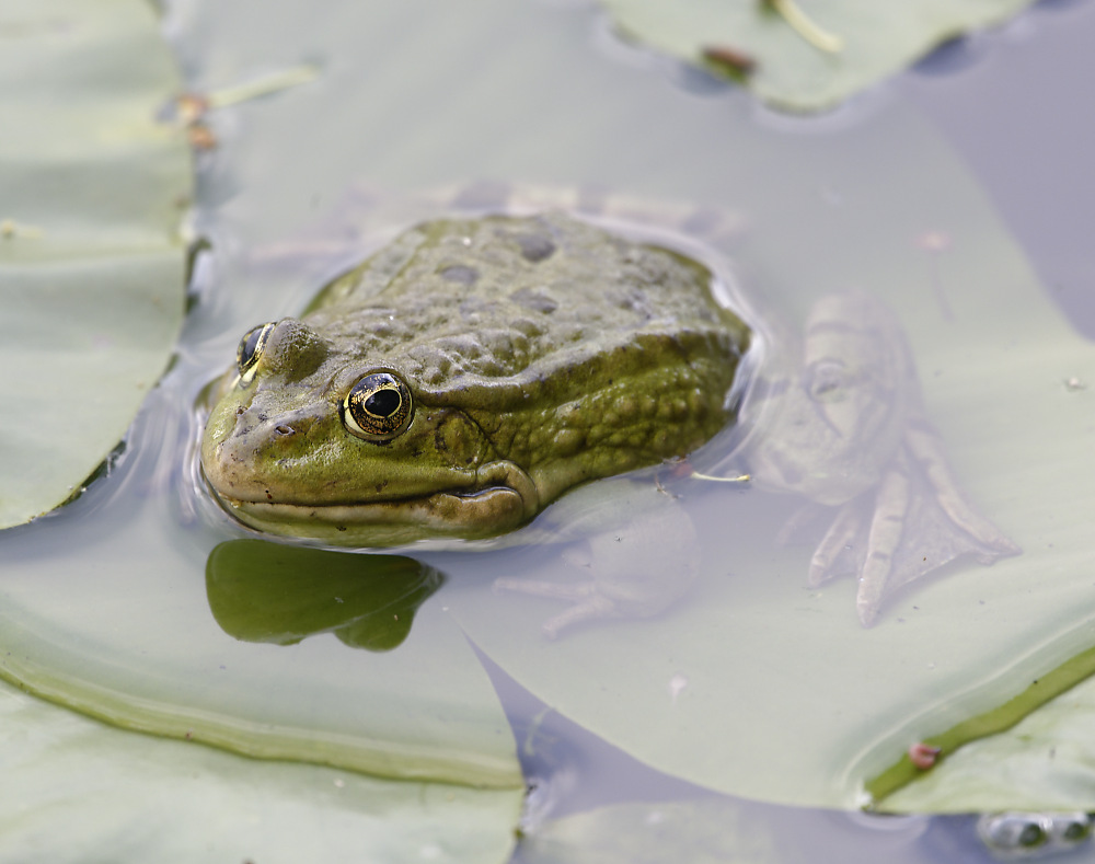 Frosch.jpg
