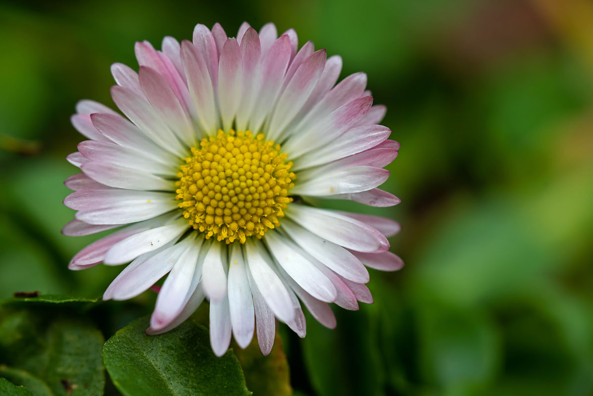 Gänseblümchen 1.jpg