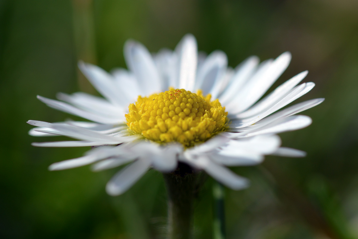 Gänseblümchen_1200.jpg