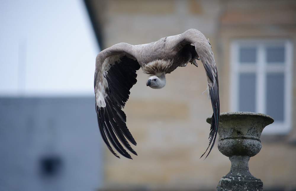 Geiers Sturzflug.jpg
