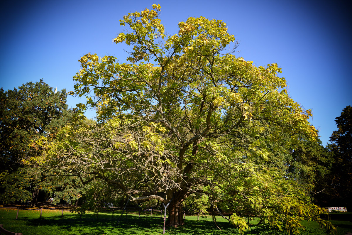 Gewöhnlicher Trompetenbaum_1200.jpg