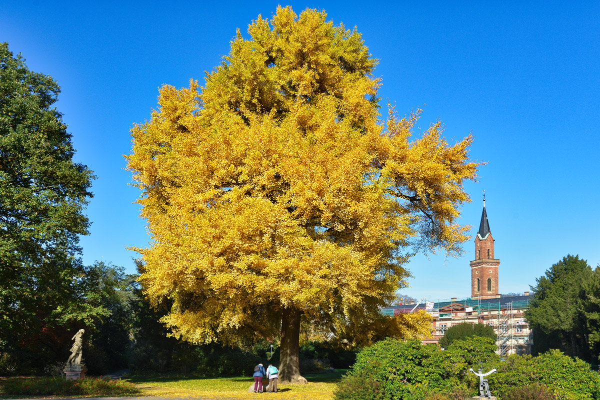 gingo_baum_weinheim_1200.jpg