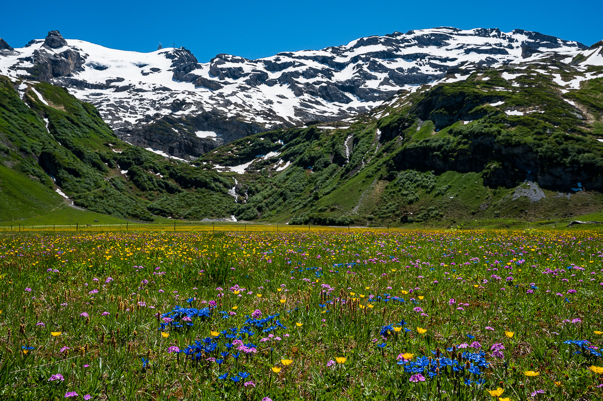 Giswil-Engelberg-Melchsee--Frutt-3586.jpg