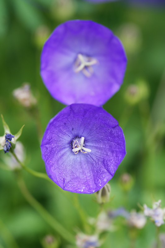 Glockenblume.jpg