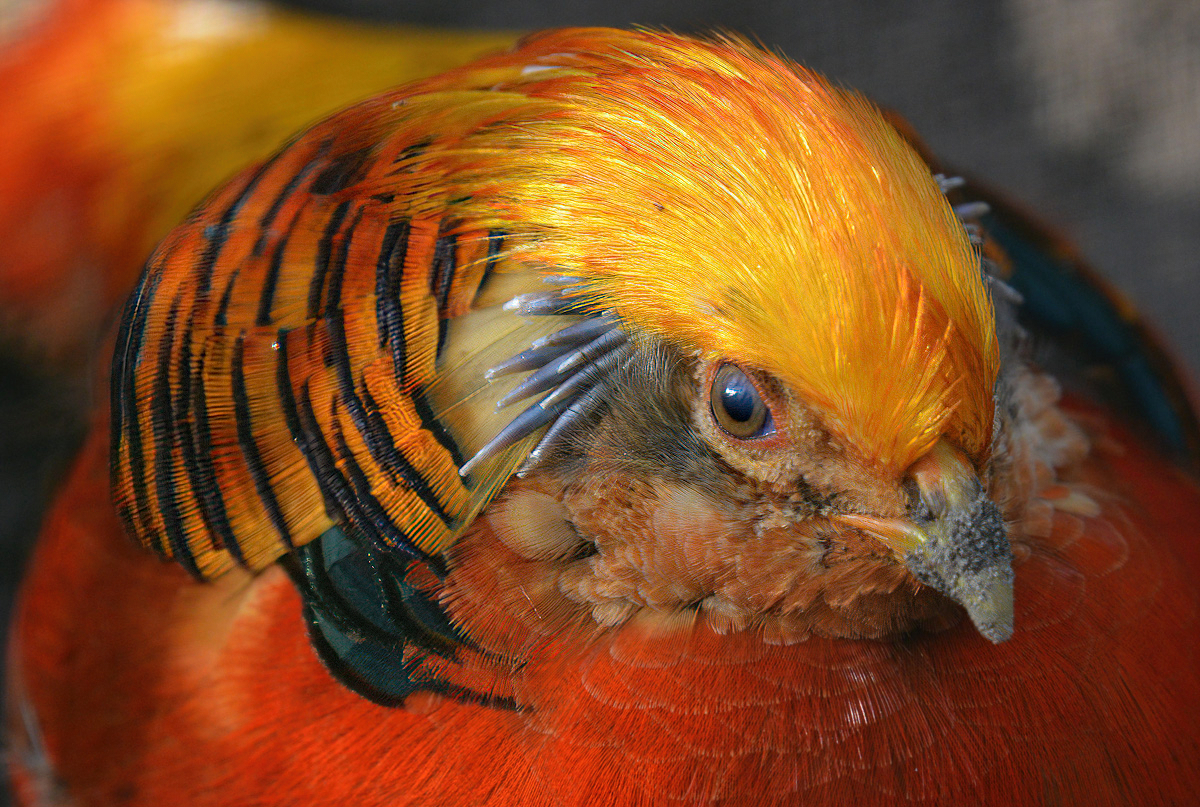 goldfasan_1202.jpg