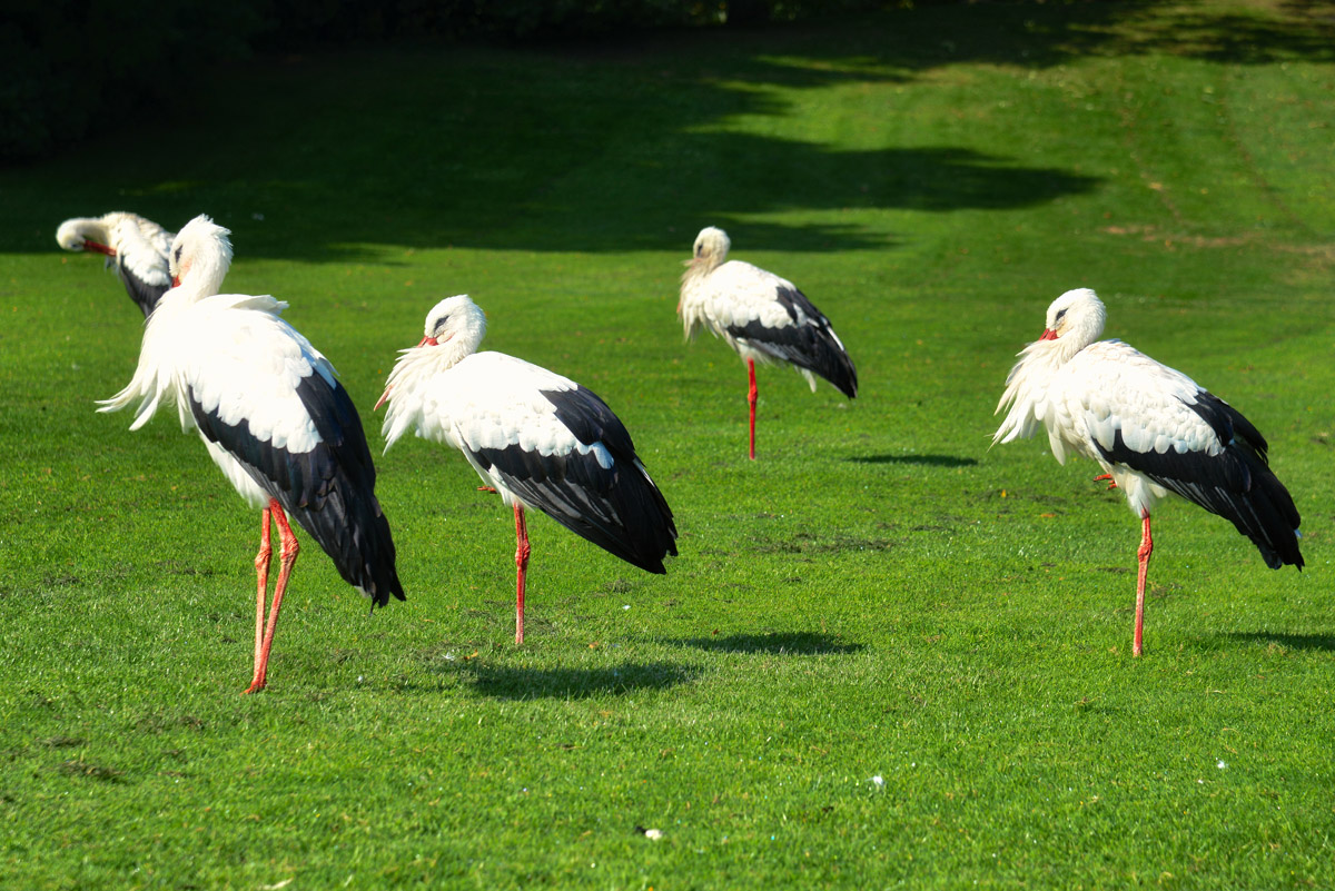 grüne_wiese_luisenpark.jpg