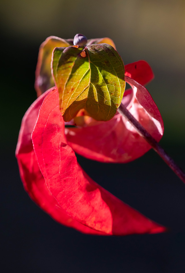 Hartriegel im Herbst-1.jpg