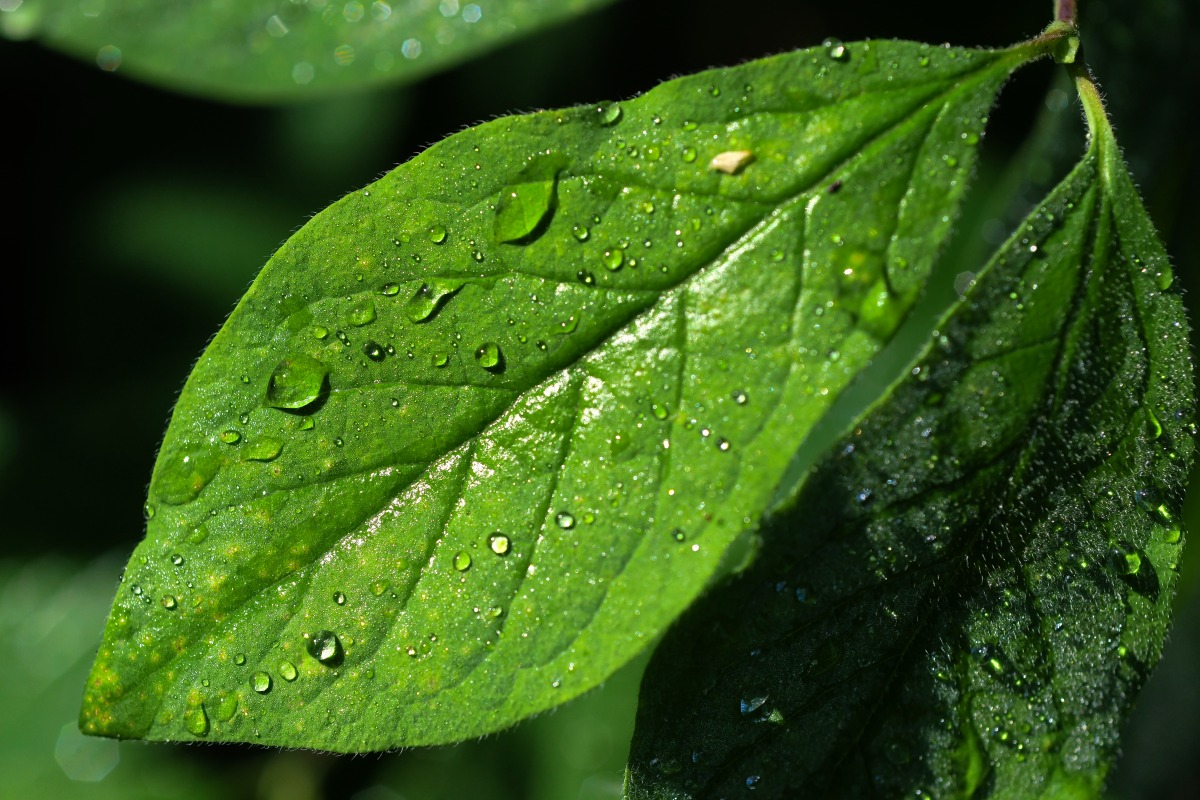 Heckenkirschen_blatt.jpg