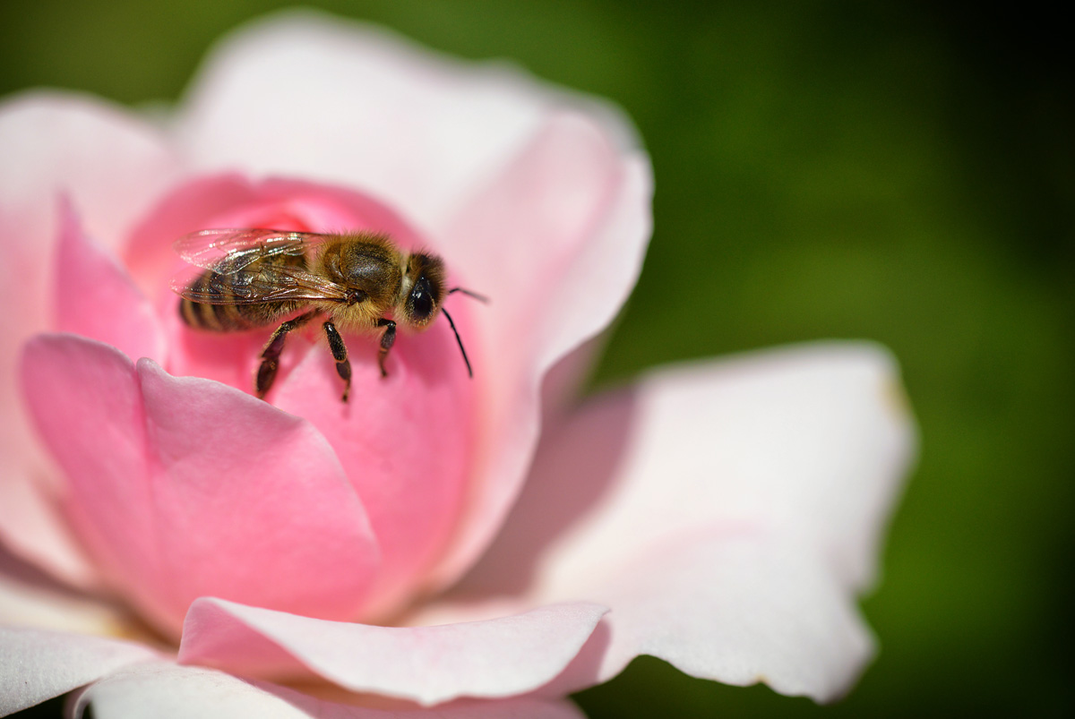 heckenrose_biene_1200.jpg