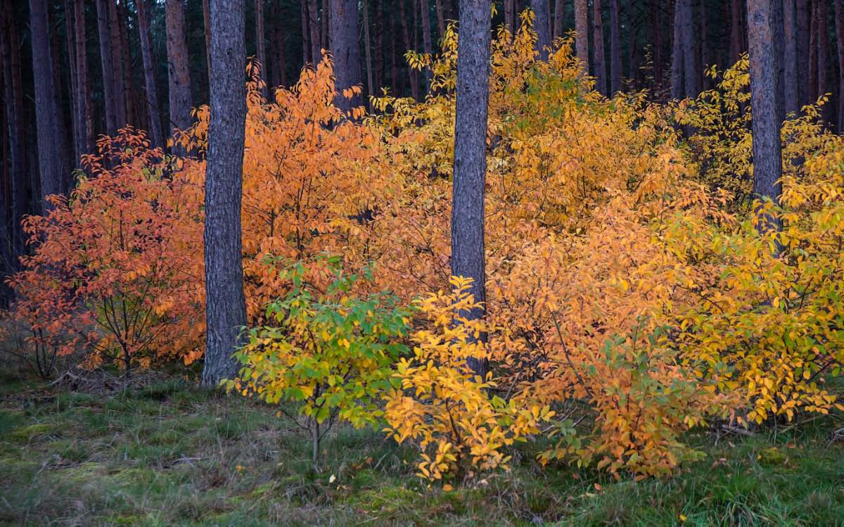 Herbst im Kiefernwald.jpg