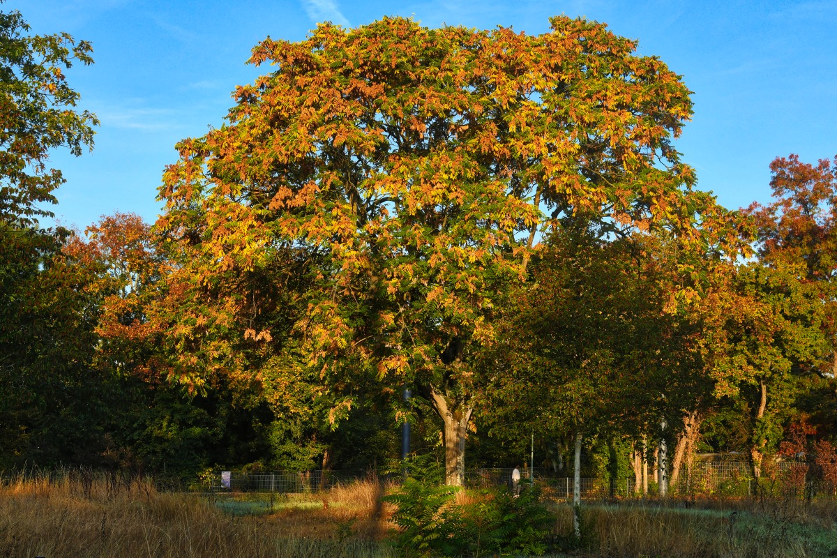 herbst_baum.jpg