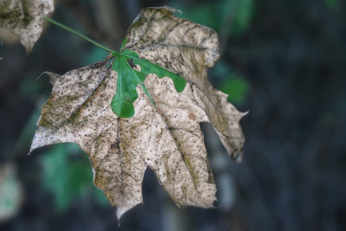 herbst_blatt.jpg