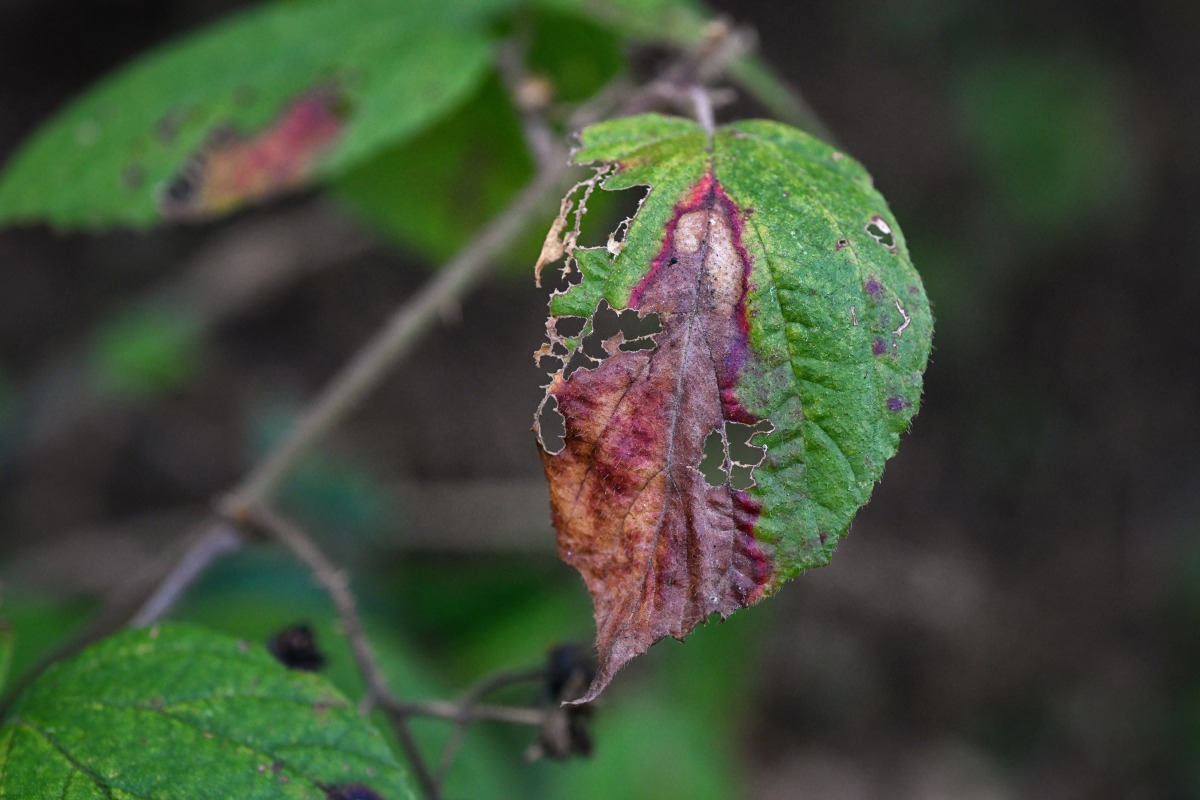 herbst_blatt_02.jpg