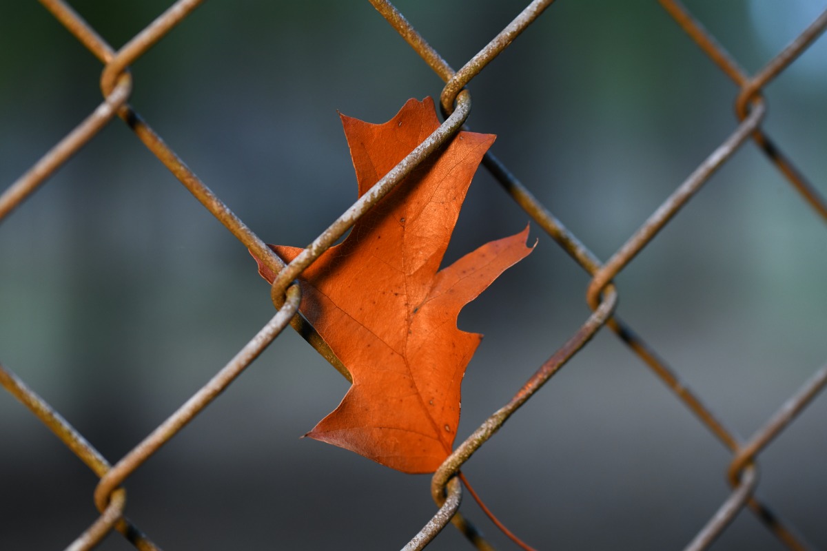 herbst_blatt_03.jpg