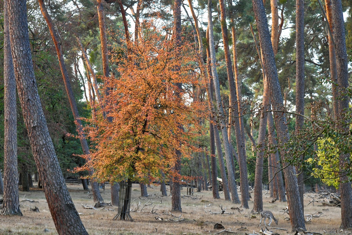 herbstfarben_wald.jpg