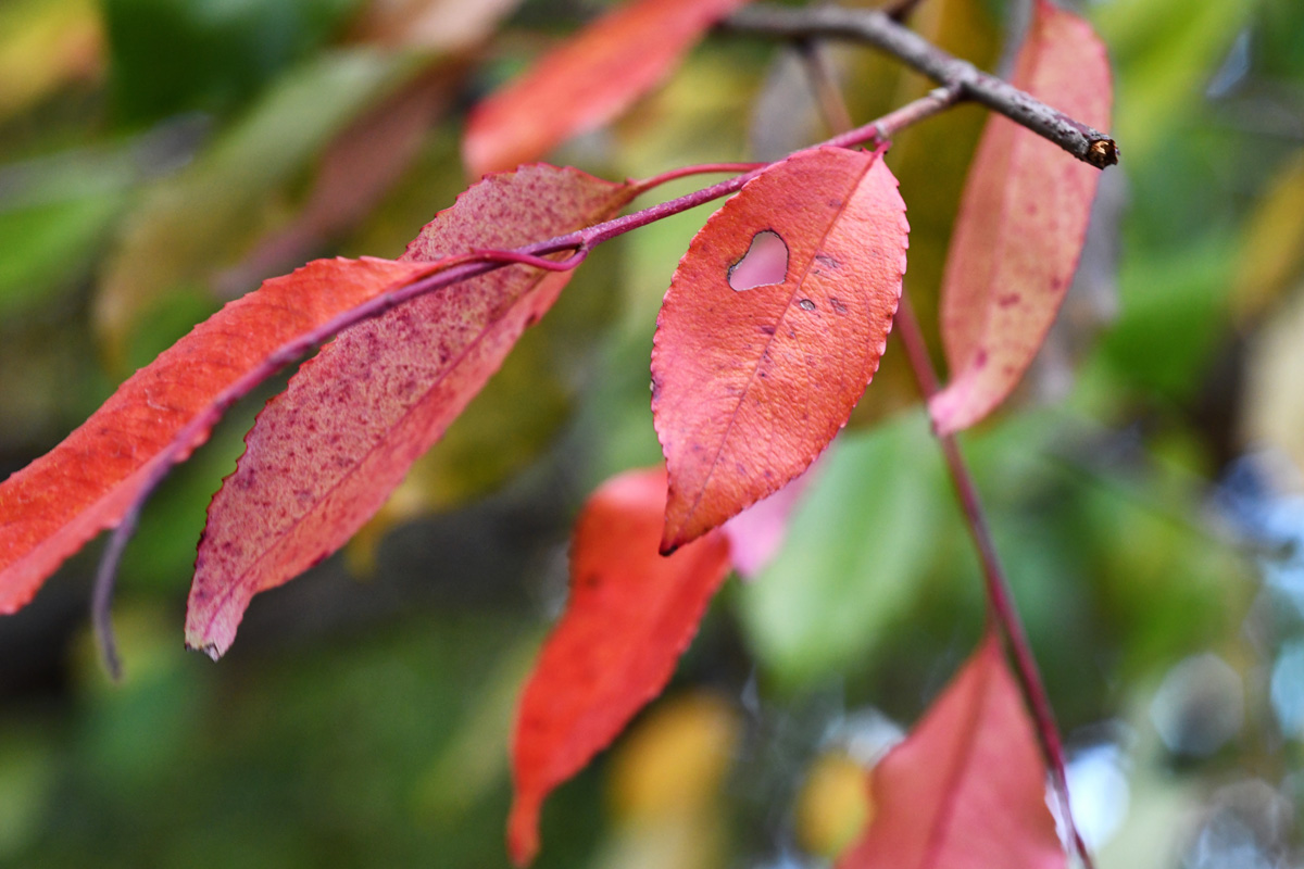 herbstfarben_wald_02.jpg