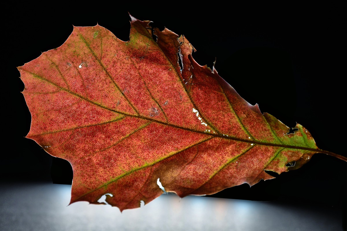 herbstliches_eichbaum_blatt.jpg