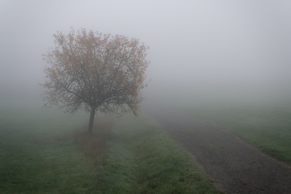 Herbstnebel.jpg